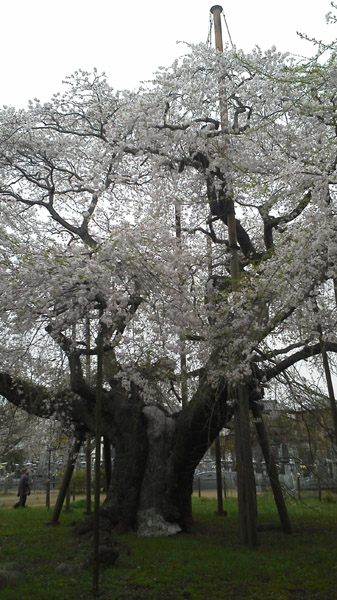 龍ヶ崎市の般若院のしだれ桜